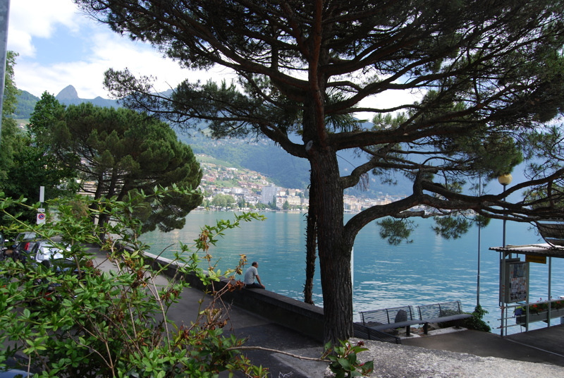 19 - A scenic lakeside promenade framed by a large pine tree alongside a calm blue lake with mountainous shores in the background